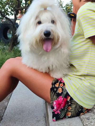 Coton de Tulear